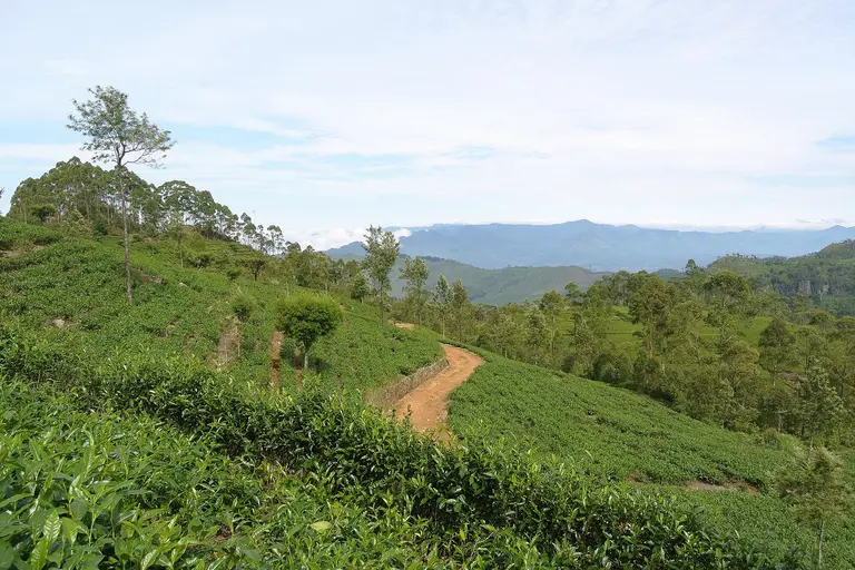 Tea pickers on a Sri Lankan estate